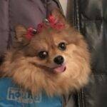 SEO for pets in Las Vegas NV